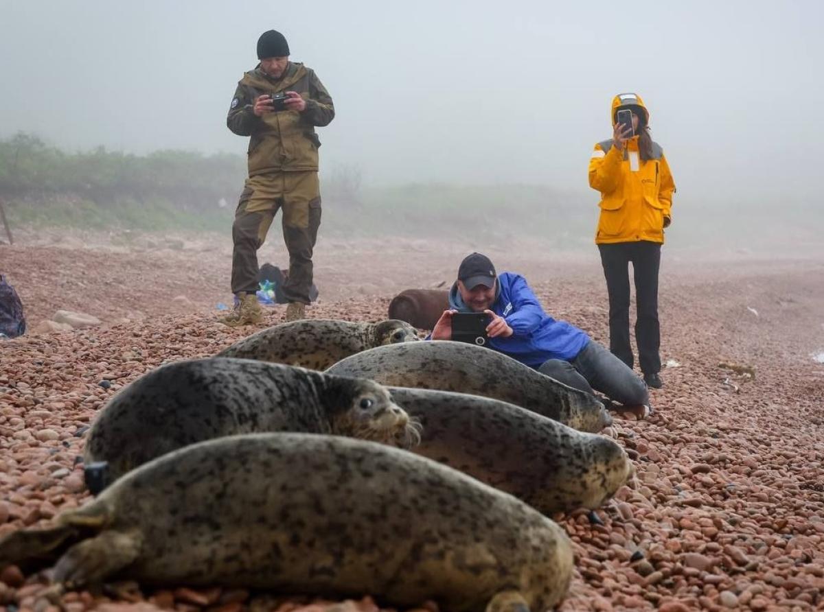 В Приморье двадцать лет спасают детенышей ларги